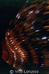 Worms - Sabella spallanzanii (detail) by Vito Lorusso 